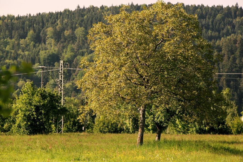 Hotel Rainhof Scheune & Naturpark Restaurant Кірхцартен Екстер'єр фото